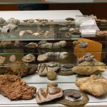 Fossilienpräparation und - wand