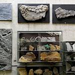 Fossilienwand