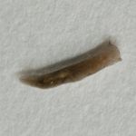 Strudelwurm Polycelis felina