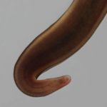 Rollegel (Erobdella octoculata)