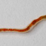 Schlammröhrenwurm (Tubifex tubifex)